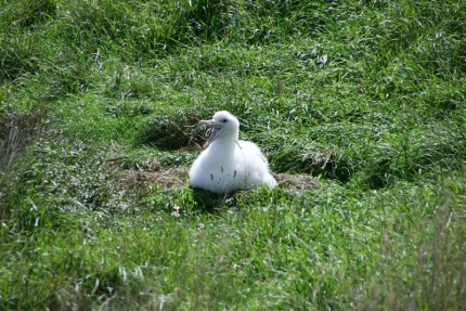 catlins (49)